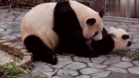 熊猫妈妈帮小幼崽排便, 熊猫宝宝把自己缩成球形, 太逗了!