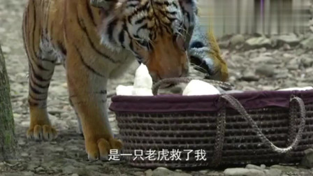 男子要把刚出生的婴儿活埋, 结果跑来一只老虎救了婴儿!