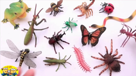 孩子们启蒙教育，奇妙的昆虫世界，小岩带孩子们认识各种昆虫们！