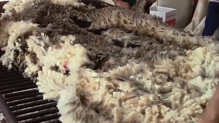 羊毛的采集生产加工过程，一件件套毛被机器上色分解，做成丝线编织纺织品