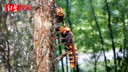 成都昆虫博物馆发现中国大虎头蜂 体型超越已知的最大胡蜂