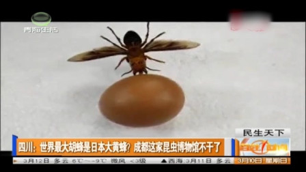 世界最大胡蜂是日本大黄蜂？成都这家昆虫博物馆不干了