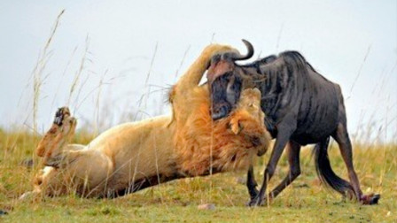 狮子偷袭落单角马，一口咬向角马的脖子，紧紧咬住不松口！