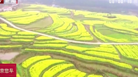 湖南赏花地图：万亩油菜花开  永州双牌打造田园慢生活