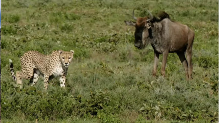 猎豹捕食羚羊失败，又想要捕食角马，结果角马一点不怂强势反击
