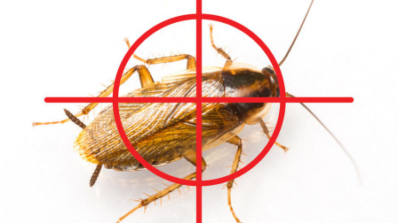 杀死蟑螂的100种方法