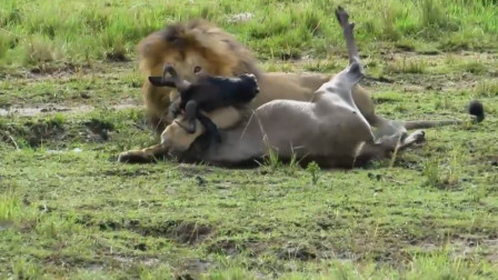 狮子捕猎角马，一口咬住角马不放，镜头记录全过程