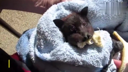发现受伤的小狐蝠特别喜爱香蕉，吃东西时一脸无辜的小表情