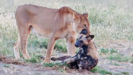 野狗被狮子咬住，一动不动假装死亡，最后竟然成功逃离狮口！