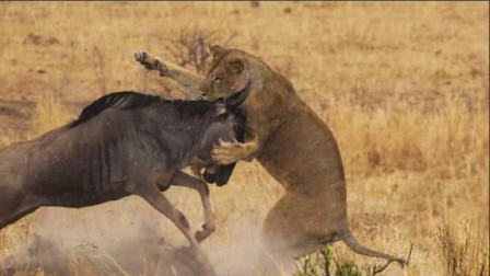 狮子一口咬住角马的嘴90度旋转，角马：我是闷死的，还是被拧死的