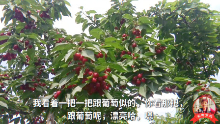 北京樱桃30一斤，大姐去樱桃园现摘给儿子寄过去，长得跟葡萄似的
