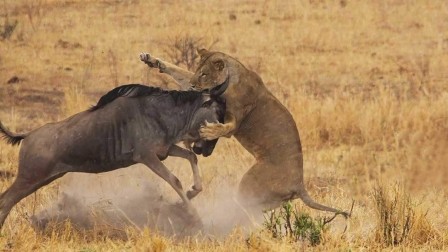 角马被狮子咬住喉咙，忍着疼痛站起来，绝地反击把狮子打败了