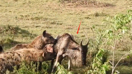 鬣狗捕食角马，角马刚可以逃脱却又被咬住了，镜头记录下这一幕！