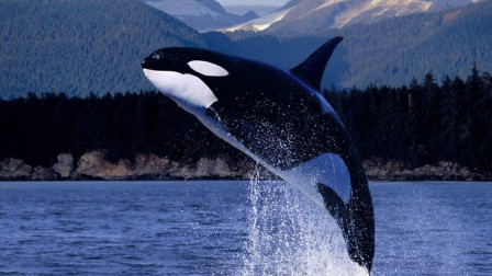 海洋中的霸主，大白鲨都不敢惹的动物，虎鲸