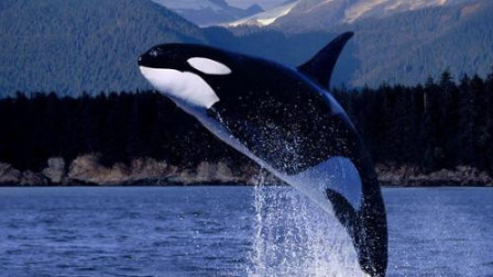 世界最大鲸鱼一口能吞上百只狮子老虎，却被用这种方法杀死