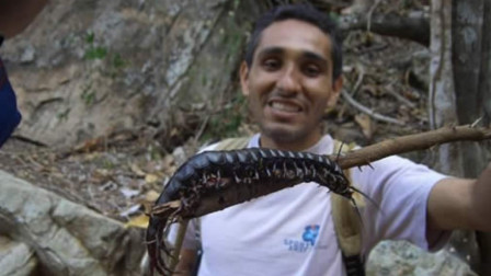 世界上有一种最大的蜈蚣，长度估计在60厘米左右