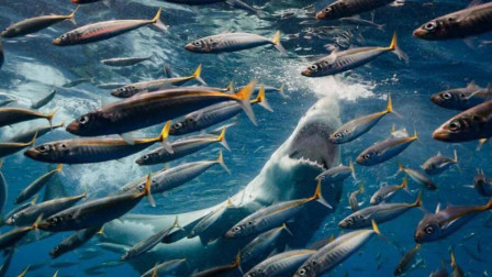虎鲸：海洋真正的霸主，将大白鲨当菜吃，被称为“绝不能招惹的动物”