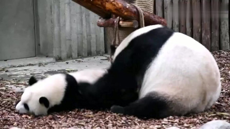 熊猫：大熊猫妈妈萌萌带孩子，妈妈太皮了怎么办，是不是要打一顿