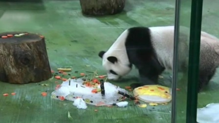台北：“圆仔”满6岁 动物园派对庆生