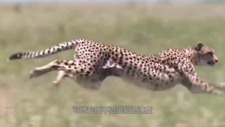 陆地上最快的动物猎豹捕食羚羊，羚羊速度也快但还是抵不过猎豹！