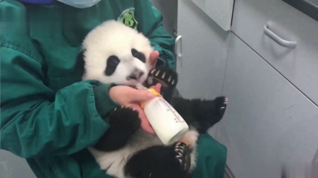饲养员给熊猫宝宝喝奶，简直太可爱了