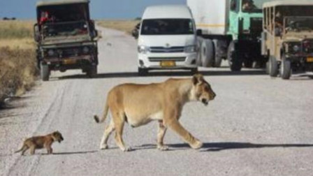 母狮带着小狮子过马路，司机好心让路，结果却让人大笑