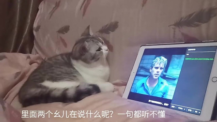 猫咪陪着主人看视频，熟不知自己看的是恐怖片
