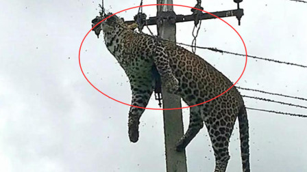 擅长爬树捕猎的豹子，这下却栽了！被电线活活电死挂在树上
