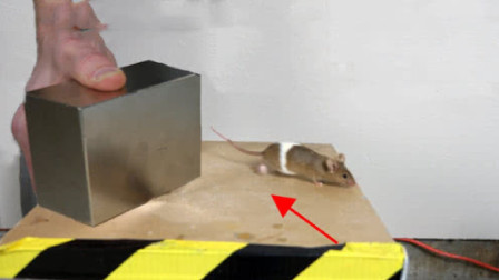 老鼠是怎么从下水道爬进厕所的？简直防不胜防，上厕所要小心了！