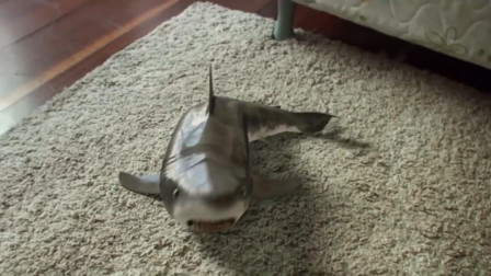 老外养鲨鱼当宠物，堪称全世界独一无二的一只，简直是太萌了！