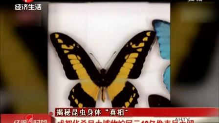 揭秘昆虫身体真相，成都华希昆虫博物馆展示10亿像素昆虫照