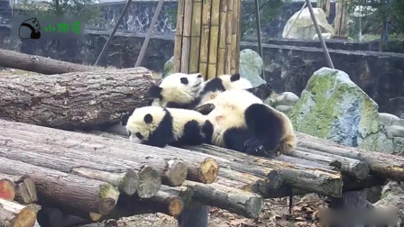熊猫妈妈同时照顾两只熊宝宝，累的都趴下了！