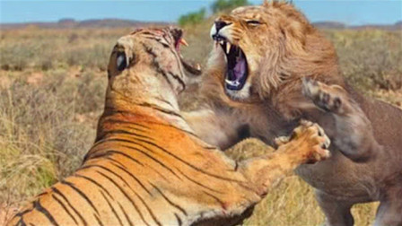 东北虎放到非洲，在狮子地盘也能称王？一段视频打了“虎吹”的脸