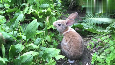 主人放兔子到菜地吃草，小兔子把菜当草吃