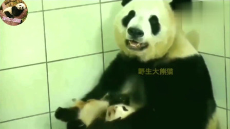 熊猫：带孩子跟人类妈妈有一拼
