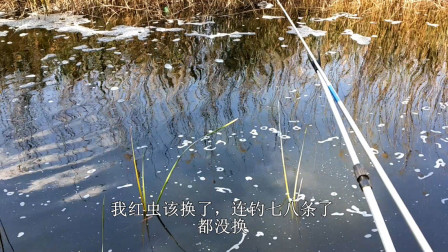 野河放水，小伙一口食儿钓了8条鱼，野钓小河还是红虫给力