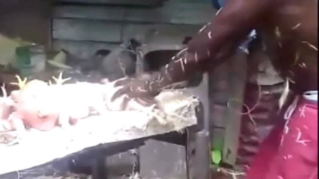 非洲小哥在街头是这样子杀鸡的，几秒钟就把一只鸡杀的干干净净，你们觉得他的技术怎么样呢？