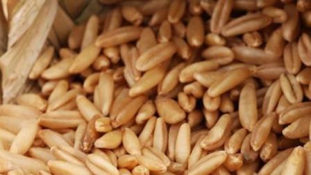 燕麦怎么吃减肥效果最好