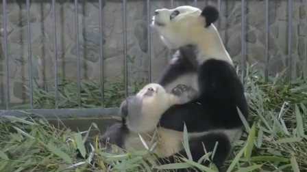 熊猫妈妈带孩子：能够成为国家保护动物是有理由的