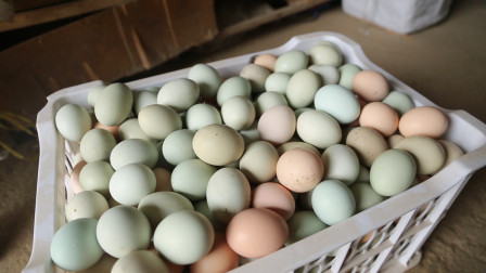 乌鸡蛋的营养价值和功效你知道吗？