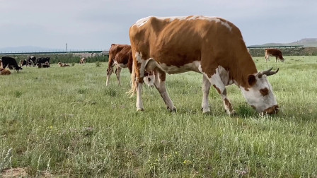 草原放牧不一样，大牛吃草方法很特别，农牧民放场交流种养殖经验