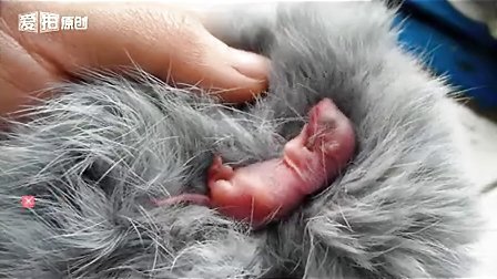 刚刚出生的松鼠幼崽，二肥的女儿