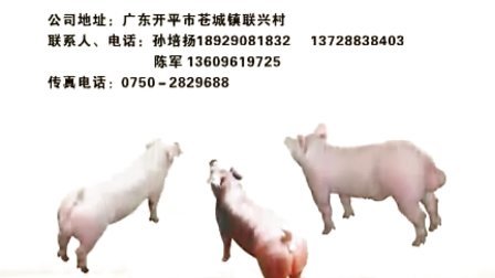 广东广三保养猪有限公司