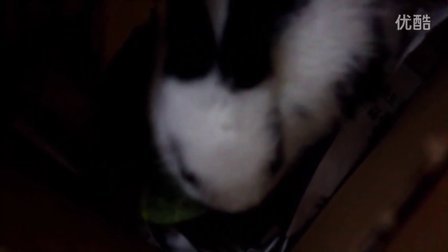 【熊猫兔】我家的兔子 嘿嘿 伴随着鸟叫声
