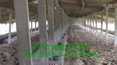 考察地面网床养鸭环保新技术