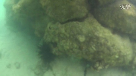 夏威夷大岛浮潜之三-海胆