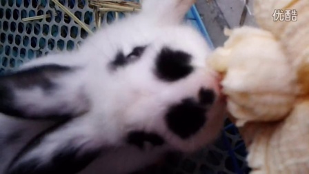 我家小笨笨吃香蕉，宠物兔-熊猫兔吃香蕉，么么哒