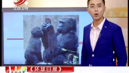 《环球日报》：黑猩猩能看懂电影并预测情节？ 晨光新视界 150929
