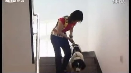 训狗教程视频如何训练您的狗狗固定地点大小便