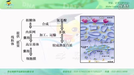 必修1第二单元细胞的结构与物质跨膜运输第三讲细胞器-系统内的分工合作（下）